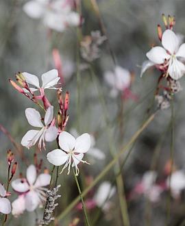 Gaura l. 'White Dove' Pot 9 cm