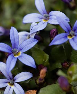Isotoma fluviatilis 'County Park' Pot 9 cm