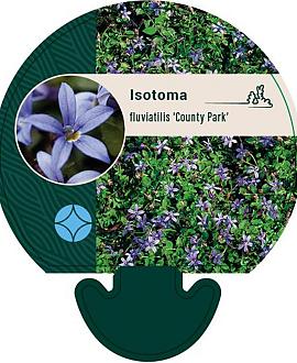 Isotoma fluviatilis 'County Park' Pot 9 cm
