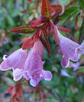 Abelia 'Edward Goucher' Pot 3 Liter 