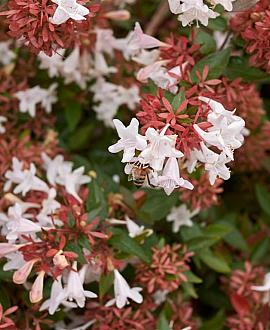 Abelia grandiflora Pot 2 Liter