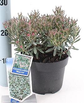 Andromeda polifolia 'Blue Ice' Pot 2 Liter