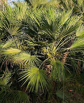 Chamaerops humilis 'Vulcano' Pot 10 liter