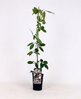 Clematis arm. 'Apple Blossom' Pot 2 Liter80 - 100 cm