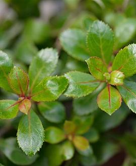 Escallonia 'Red Dream' Pot 2 Liter