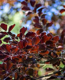 Fagus syl. 'Atropunicea' Stam 160 cm Leivorm