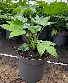 Fatsia japonica Pot 5 Liter 