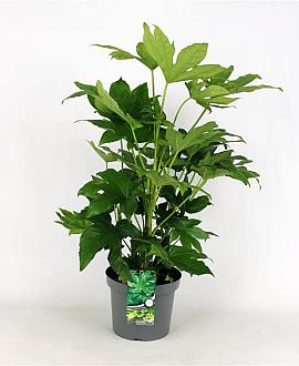 Fatsia japonica Pot 5 Liter 