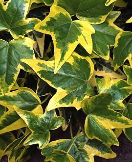 Hedera hel. 'Goldchild' Pot 2 Liter