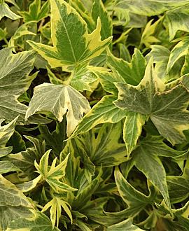 Hedera hel. 'Yellow Ripple' Pot 3 Liter 