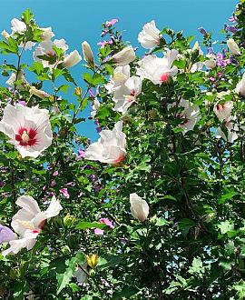 Hibiscus syriacus Pot 70 Liter 175 - 200 cm