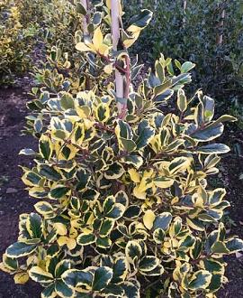 Ilex altacl. 'Golden King' Pot 5 Liter 