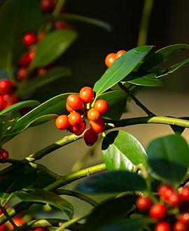 Ilex aq. 'J.C. van Tol' Pot 5 Liter 60 - 80 cm