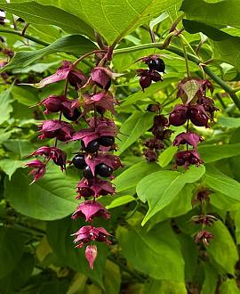 Leycesteria formosa 'Purple Rain' Pot 3 Liter 40 - 60 cm