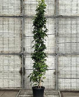 Liquidambar s. 'SlenderSilhouette' Pot 30 Liter 200 - 250 cm