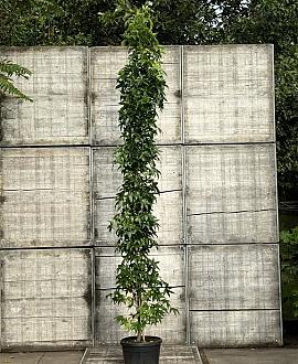 Liquidambar s. 'SlenderSilhouette' Pot 50 Liter 250 - 300 cm