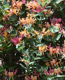 Lonicera henryi 'Copper Beauty' Pot 2 Liter70 - 80 cm