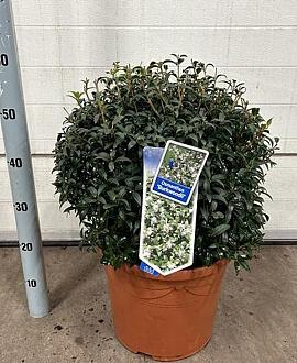Osmanthus burkwoodii Bolvorm 40-50 cm