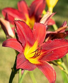 Hemerocallis 'Autumn Red' Pot 9 cm