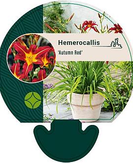 Hemerocallis 'Autumn Red' Pot 9 cm