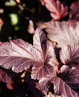 Physocarpus opulif. Lady in Red Pot 3 Liter 