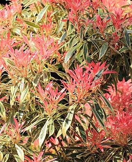 Pieris 'Forest Flame' Pot 5 Liter 