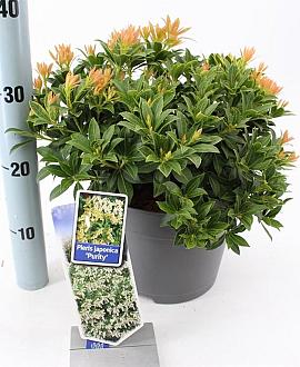 Pieris jap. 'Purity' Pot 5 Liter 