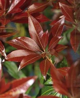 Pieris jap. 'Red Mill' Pot 5 Liter 