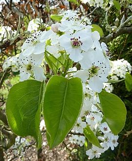 Pyrus calleryana 'Chanticleer' (Stamomtrek 12-14 cm) Dakvorm