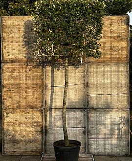 Quercus ilex stam 210 cm (Stamomtrek 25-30 cm) Leivorm 150x120 (BxH) 