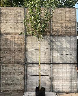 Malus d. 'Elstar' Hoogstam (Stamomtrek 10-12 cm)