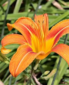 Hemerocallis 'Frans Hals' Pot 9 cm