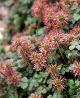 Acaena microphylla Pot 9 cm