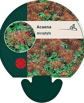 Acaena microphylla Pot 9 cm