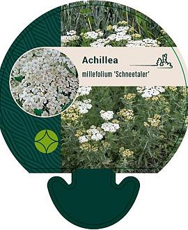 Achillea m. 'Schneetaler' Pot 9 cm