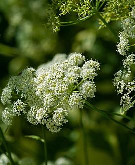 Achillea m. 'Schneetaler' Pot 9 cm