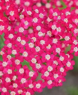 Achillea m. 'Summerwine' Pot 9 cm
