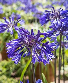 Agapanthus 'Navy Blue' Pot 9 cm