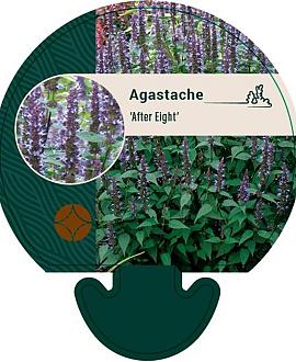 Agastache 'After Eight' Pot 9 cm