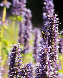 Agastache 'After Eight' Pot 9 cm