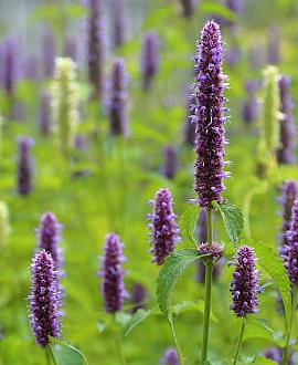 Agastache foeniculum Pot 9 cm