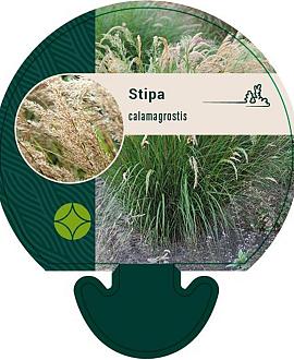 Stipa calamagrostis Pot 9 cm