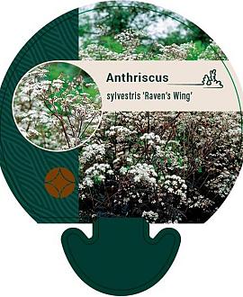 Anthriscus sylvestris 'Ravenswing' Pot 9 cm