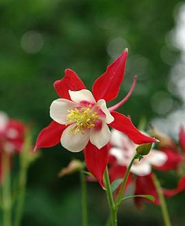 Aquilegia 'Crimson Star' Pot 9 cm