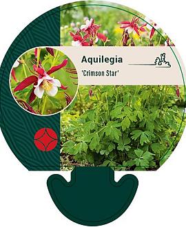 Aquilegia 'Crimson Star' Pot 9 cm