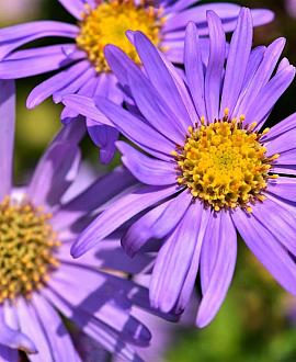 Aster alpinus Pot 9 cm