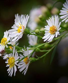 Aster (D) 'Apollo' Pot 9 cm