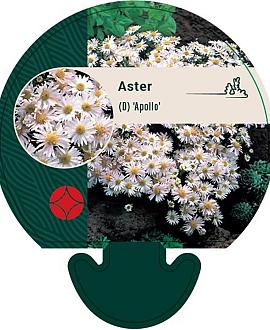 Aster (D) 'Apollo' Pot 9 cm