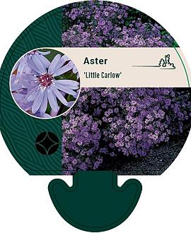 Aster 'Little Carlow' Pot 9 cm