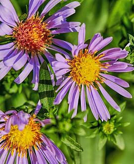 Aster 'Little Carlow' Pot 9 cm